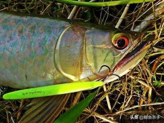 亞馬遜河魚類繁殖習(xí)性（亞馬遜河魚類繁殖習(xí)性的詳細(xì)信息亞馬遜河魚類繁殖策略）