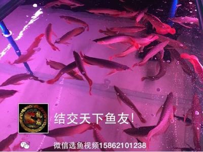 龍魚進貨渠道有哪些種類（如何選擇龍魚進貨渠道）