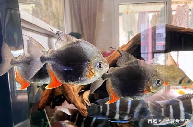 虎紋銀板魚最佳飼養(yǎng)環(huán)境（虎紋銀板魚的最佳飼養(yǎng)環(huán)境）