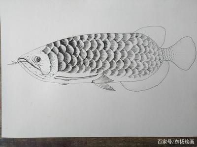 龍魚繪畫 龍魚百科 第5張