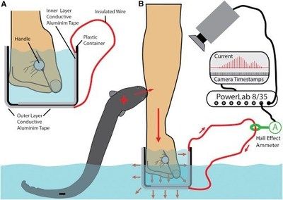 電鰻電擊治療疼痛的研究（電鰻電擊在醫(yī)學(xué)領(lǐng)域的應(yīng)用）