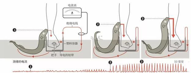 電鰻電擊治療疼痛的研究（電鰻電擊在醫(yī)學(xué)領(lǐng)域的應(yīng)用）