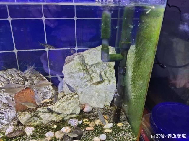 龍魚缸里長(zhǎng)褐藻怎么辦（魚缸長(zhǎng)褐藻怎么辦？） 龍魚百科 第1張