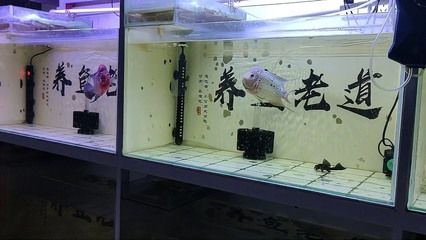 龍魚缸里長(zhǎng)褐藻怎么辦（魚缸長(zhǎng)褐藻怎么辦？） 龍魚百科 第3張