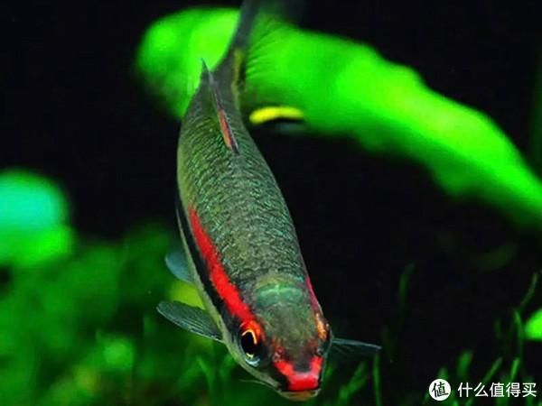 一眉道人魚(yú)適宜水溫范圍（一眉道人魚(yú)適宜的水溫范圍） 龍魚(yú)百科 第3張