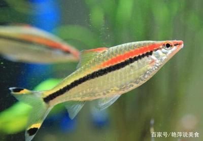 一眉道人魚(yú)適宜水溫范圍（一眉道人魚(yú)適宜的水溫范圍） 龍魚(yú)百科 第5張