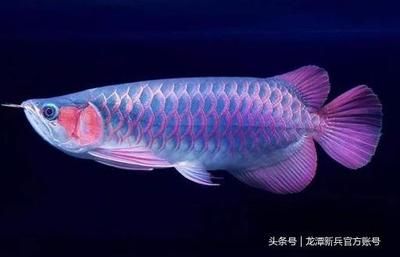 紅龍魚品種價(jià)格對(duì)比表（2024年紅龍魚價(jià)格波動(dòng)原因紅龍魚選購技巧指南） 龍魚百科 第4張