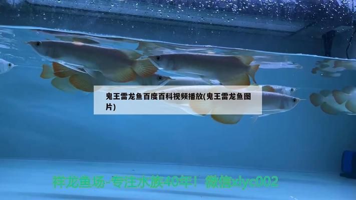 羽毛刀魚(yú)苗不同階段水溫管理（羽毛刀魚(yú)苗不同階段的水溫管理）