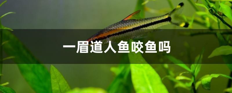 羽毛刀魚苗不同階段水溫管理（羽毛刀魚苗不同階段的水溫管理） 龍魚百科 第4張