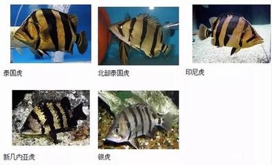 印尼虎魚苗疾病預(yù)防指南（印尼虎魚苗的疾病預(yù)防是確保其健康成長(zhǎng)的關(guān)鍵） 龍魚百科 第4張