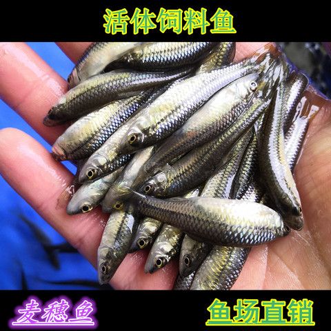 龍魚活餌料消毒（龍魚活餌料怎么消毒） 龍魚百科 第4張