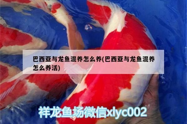 龍魚和巴西亞混養(yǎng)技巧（巴西亞和龍魚混養(yǎng)的注意事項(xiàng)） 龍魚百科 第1張