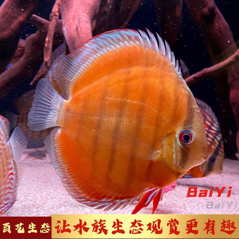 野彩魚常見疾病預(yù)防（觀賞魚常見疾病及預(yù)防措施） 龍魚百科 第4張