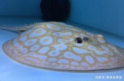 如何預(yù)防黑帝王魟魚的常見疾?。P(guān)于黑帝王魟魚的常見疾病預(yù)防沒有完全相關(guān)的直接答案） 龍魚百科 第3張