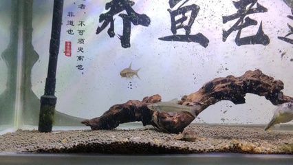 狗頭魚繁殖環(huán)境的最佳配置（斑馬狗頭魚繁殖期間的布置技巧，斑馬狗頭魚繁殖水質(zhì)管理） 龍魚百科 第1張