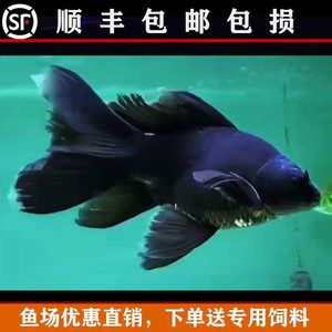 蝴蝶鯉魚苗飼料配比技巧（蝴蝶鯉魚苗的飼料配比技巧）