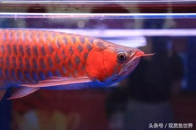 龍魚錦標賽冠軍獎金多少錢（廣州龍魚錦標賽冠軍獎金數(shù)額會因年份和賽事不同而有所變化） 龍魚百科 第2張