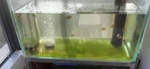 龍魚缸里長褐苔好不好（如何自然去除魚缸褐苔,褐苔對龍魚健康有影響嗎） 龍魚百科 第2張