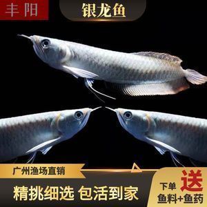 龍魚和戰(zhàn)船魚能混養(yǎng)嗎為什么（龍魚和戰(zhàn)船魚可以混養(yǎng)嗎） 龍魚百科 第1張