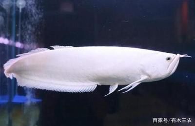 金龍魚增色鱗粉（關(guān)于金龍魚增色鱗粉的問題） 水族問答