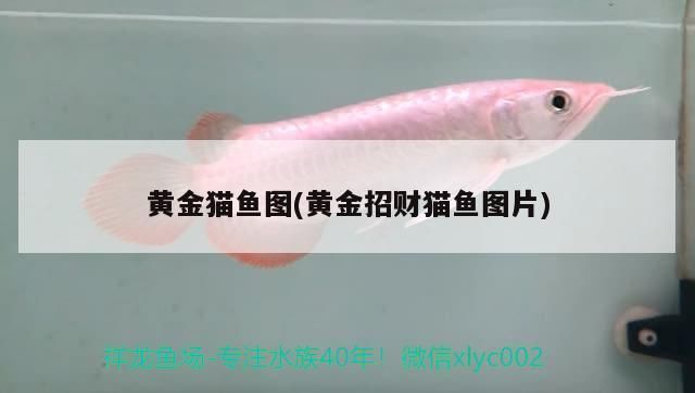 黃金貓魚飼料品牌推薦，黃金貓魚飼料品牌用戶評價黃金貓魚飼料品牌用戶評價 龍魚百科 第1張