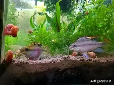 鳳凰魚(yú)繁殖技術(shù)要點(diǎn)，鳳凰魚(yú)繁殖環(huán)境的最佳配置 龍魚(yú)百科 第4張