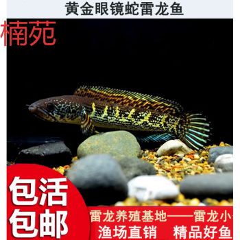 雷龍魚疾病預(yù)防指南，水質(zhì)的好壞直接影響雷龍魚的健康，為了預(yù)防疾病的健康 龍魚百科 第4張