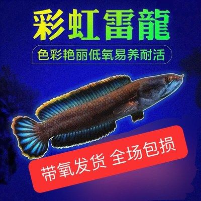 雷龍魚疾病預(yù)防指南，水質(zhì)的好壞直接影響雷龍魚的健康，為了預(yù)防疾病的健康 龍魚百科 第5張