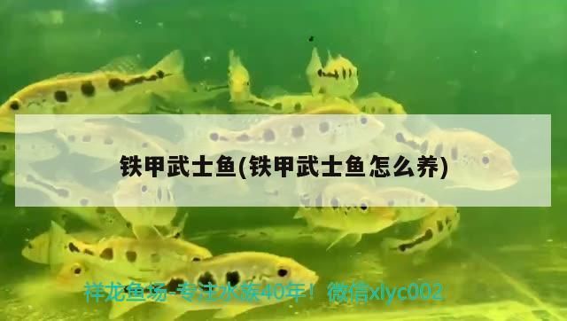 鐵甲武士魚繁殖技巧指南，艾爾溫尼鐵甲武士魚的繁殖技巧：鐵甲武士魚的繁殖技巧 龍魚百科 第2張