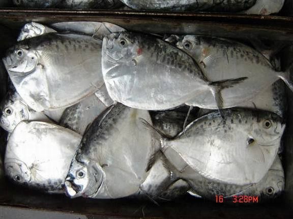 白子關(guān)刀魚活餌選擇指南，關(guān)于白子關(guān)刀魚活餌選擇的指南 龍魚百科 第3張