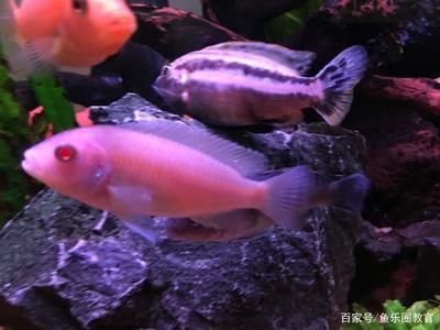 觀賞魚市場發(fā)展趨勢預測，中國觀賞魚市場在未來幾年內將繼續(xù)保持增長勢頭 龍魚百科 第4張