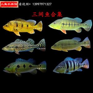 藍(lán)帆三間魚最佳飼料選擇，藍(lán)帆三間魚的最佳飼料選擇應(yīng)當(dāng)是結(jié)合人工飼料和活性餌料的優(yōu)點(diǎn) 龍魚百科 第5張