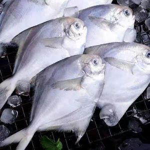 黃鰭鯧魚生長旺季飼料選擇，黃鰭鯧魚飼料保存方法 龍魚百科 第3張