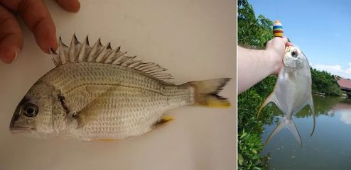 黃鰭鯧魚生長旺季飼料選擇，黃鰭鯧魚飼料保存方法 龍魚百科 第2張