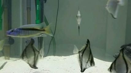 黃鰭鯧魚生長旺季飼料選擇，黃鰭鯧魚飼料保存方法 龍魚百科 第4張