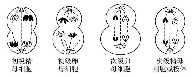 孤雌繁殖的生物學(xué)意義，孤雌繁殖與生物多樣性關(guān)系孤雌繁殖與生物多樣性關(guān)系