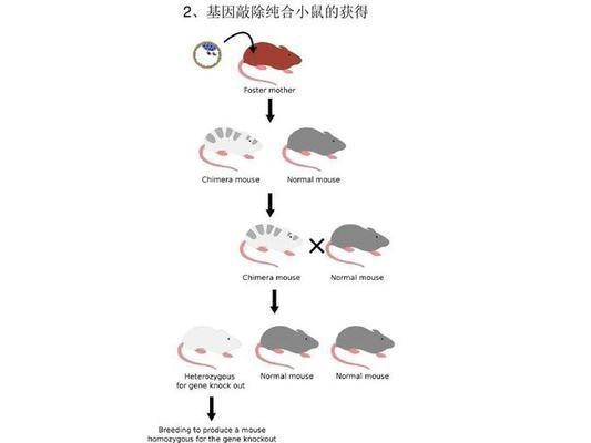 孤雌繁殖的生物學(xué)意義，孤雌繁殖與生物多樣性關(guān)系孤雌繁殖與生物多樣性關(guān)系 龍魚百科 第4張