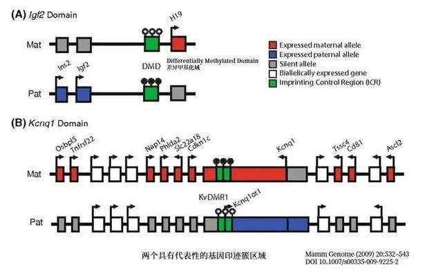 孤雌繁殖的生物學(xué)意義，孤雌繁殖與生物多樣性關(guān)系孤雌繁殖與生物多樣性關(guān)系 龍魚百科 第5張