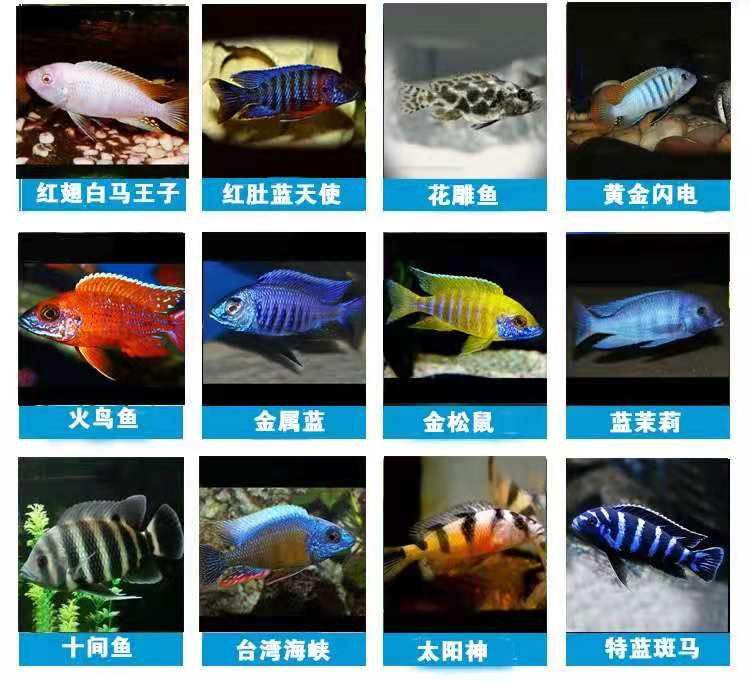 伊巴卡魚市場價格趨勢，伊巴卡魚市場價格趨勢不過可以從以下方面來考慮伊巴卡魚市場價格趨勢 龍魚百科 第5張