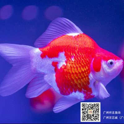 道真仡佬族苗族自治縣家和美水族館，貴州省遵義市道真仡佬族苗族自治縣家和美水族館 全國(guó)觀賞魚(yú)市場(chǎng)