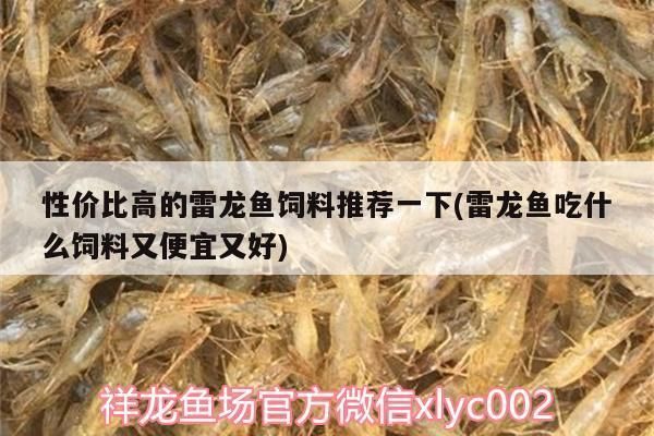 雷龍魚飼料選擇指南