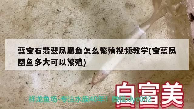 翡翠鳳凰魚繁殖技巧，翡翠鳳凰魚的繁殖技巧