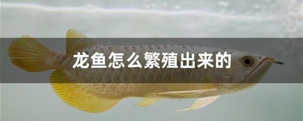 龍魚國內(nèi)繁殖不了嗎，國內(nèi)龍魚繁殖成功的案例