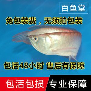 羅漢魚適宜的飼料品牌推薦，羅漢魚飼料品牌