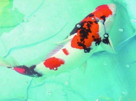 襄汾縣城西風韻水族館，山西襄汾縣城西風韻水族館