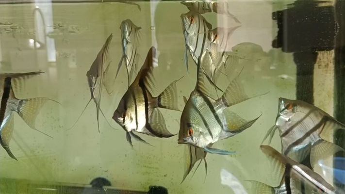 辣椒紅龍魚苗市價(jià)多少錢，購(gòu)買辣椒紅龍魚苗需要注意哪些事項(xiàng)？ 水族問答