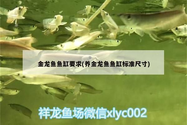 金龍魚的魚缸標(biāo)準(zhǔn)尺寸是多少厘米的，金龍魚的魚缸標(biāo)準(zhǔn)尺寸