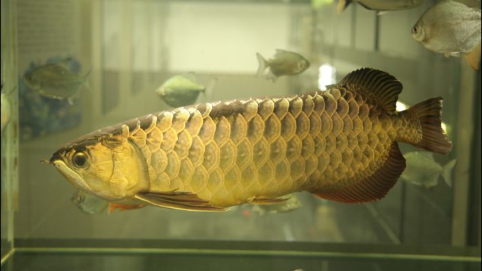 金龍魚(yú)不過(guò)背什么原因，金龍魚(yú)背部發(fā)黑可能由多種因素引起金龍魚(yú)的背部發(fā)黑