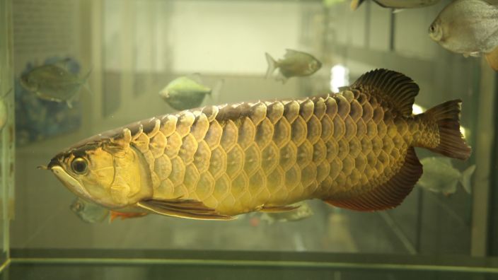 金龍魚(yú)不過(guò)背什么原因，金龍魚(yú)背部發(fā)黑可能由多種因素引起金龍魚(yú)的背部發(fā)黑