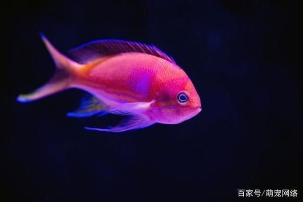 如何挑選優(yōu)質(zhì)魚糧，如何挑選優(yōu)質(zhì)的魚糧